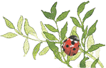 lady bug button image 